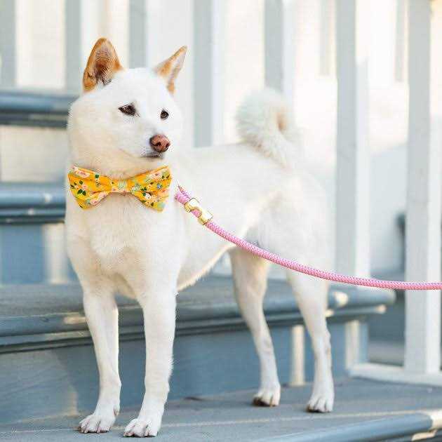 The Foggy Dog Marine Rope Dog Leash - Pet Supplies online store