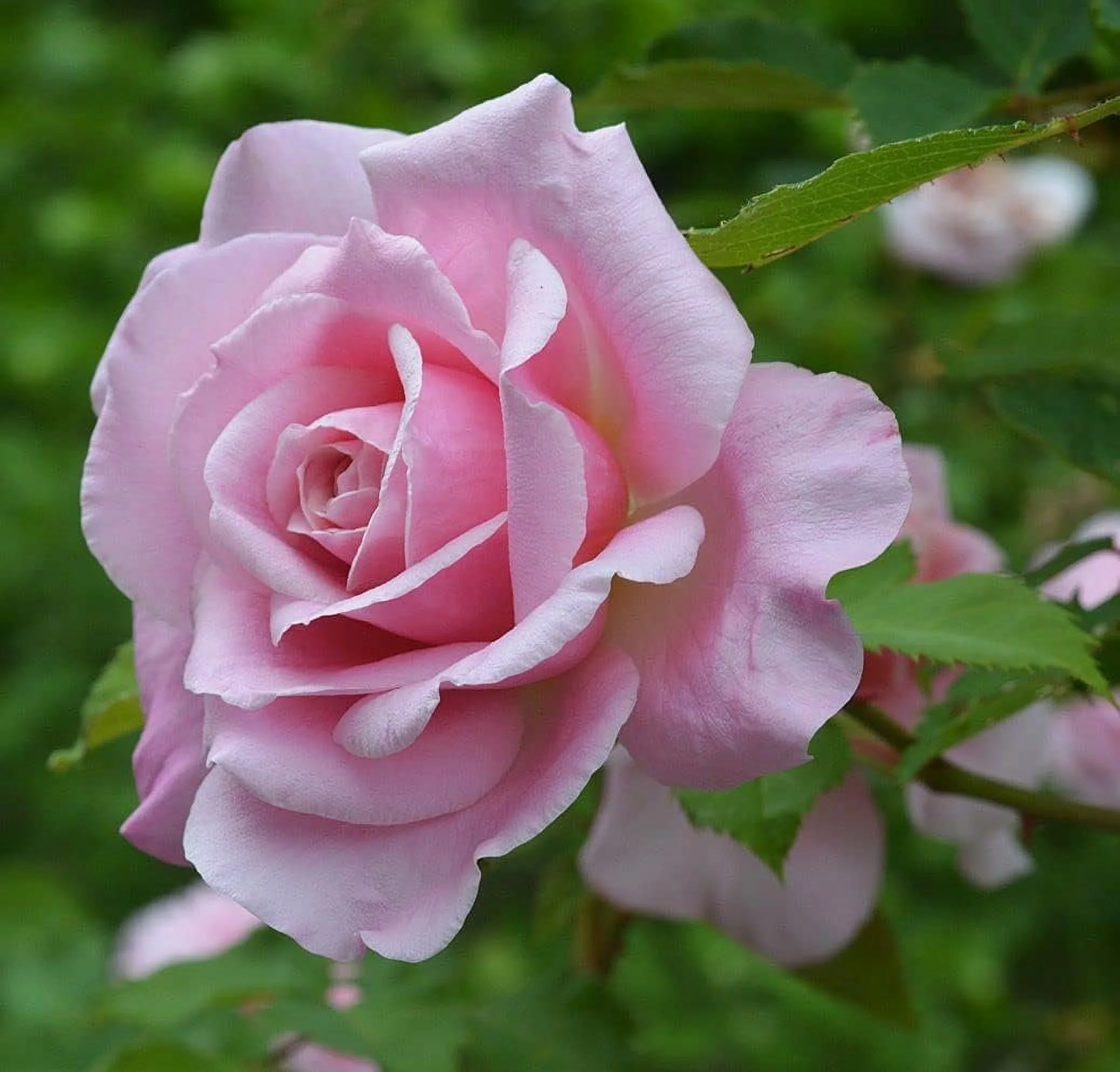 Belinda's Dream Rose Bush - 10 Live Starter Plants in 4 Inch Pots - Beautifully Fragrant Rose from Florida - A Versatile Beauty with a Rich Fragrance