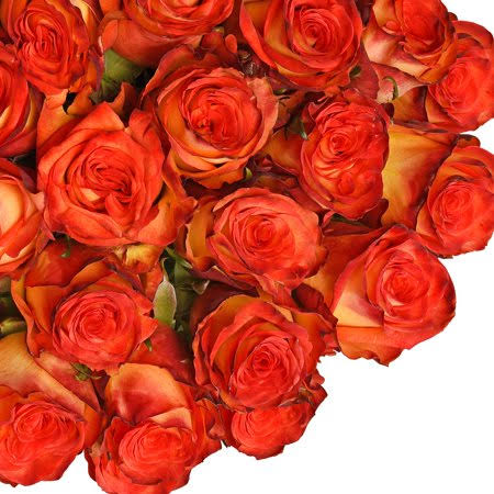 Bicolor Yellow and Red Roses 60 cm - Fresh Cut - 50 Stems, Size: 60 cm / 24 in