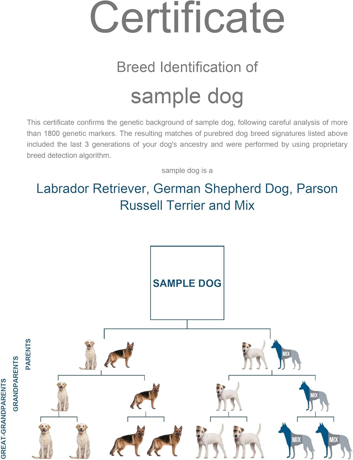Dog Breed DNA Test Kit for 350+ Breeds by Percentage | Ancestry Family Tree | Predicted Weight | Genetic Traits | A Complete Dog DNA Breed Test Kit with No Extra Fees