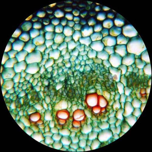 AmScope T490A-8M Digital Compound Trinocular Microscope, WF10x and WF16x Eyepieces, 40X-1600X Magnification, Brightfield, Halogen Illumination, Abbe Condenser, Double-Layer Mechanical Stage, Sliding Head, High-Resolution Optics, Includes 8MP Camera w