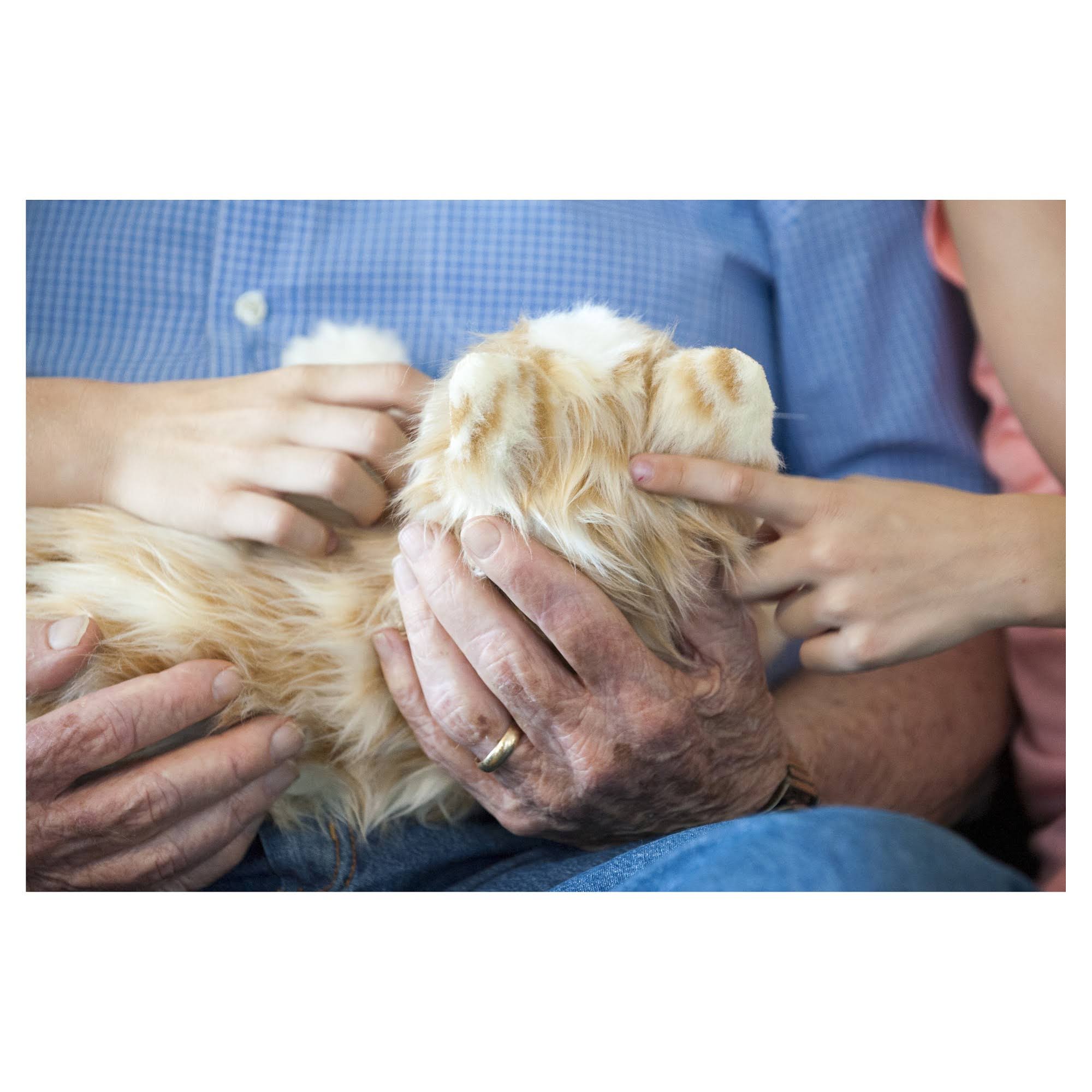 Joy for All Cat - Orange Tabby