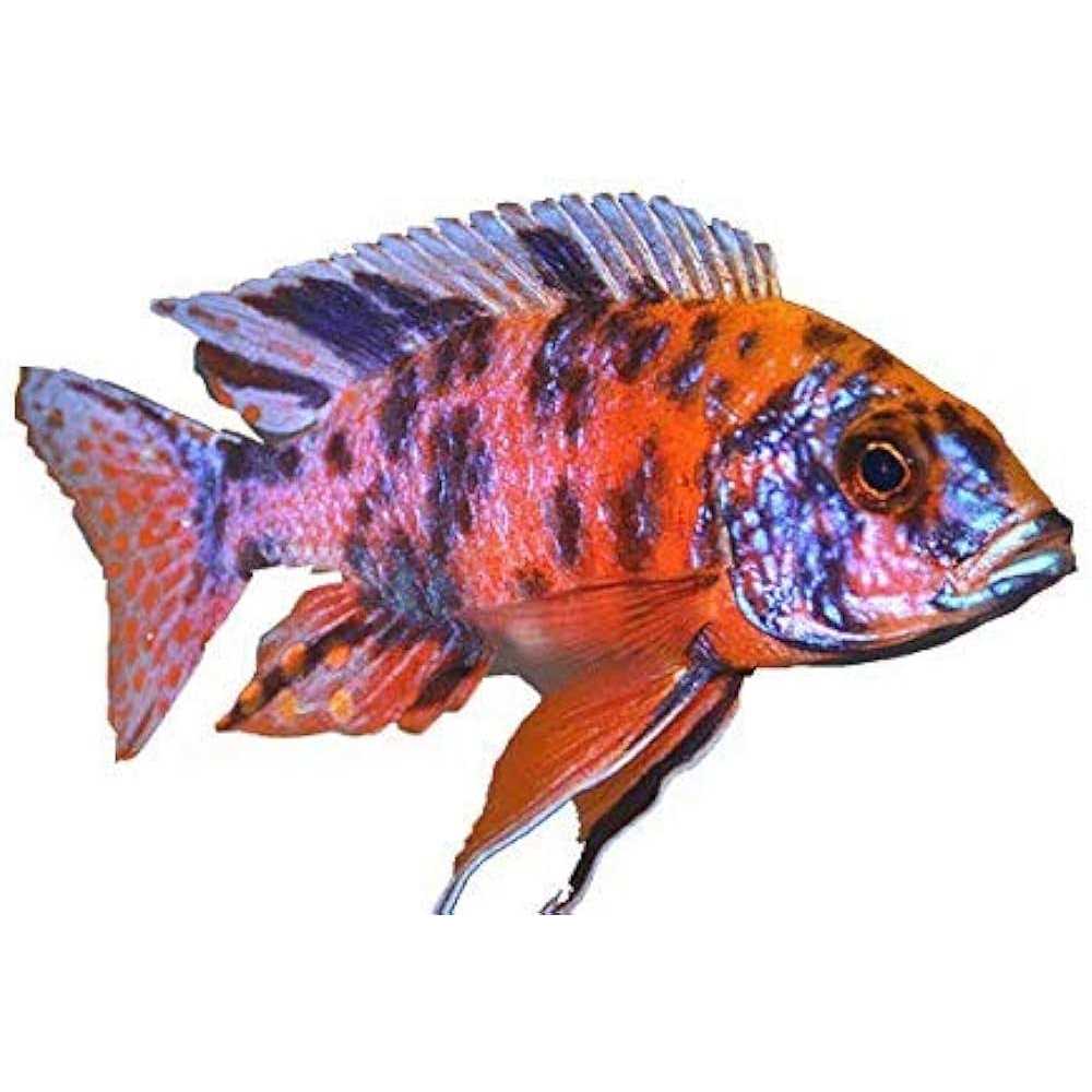 RONS CICHLIDS Rons cichlid Fish Food for African cichlids Tetras Other Tropical Fish - Pet Supplies online store