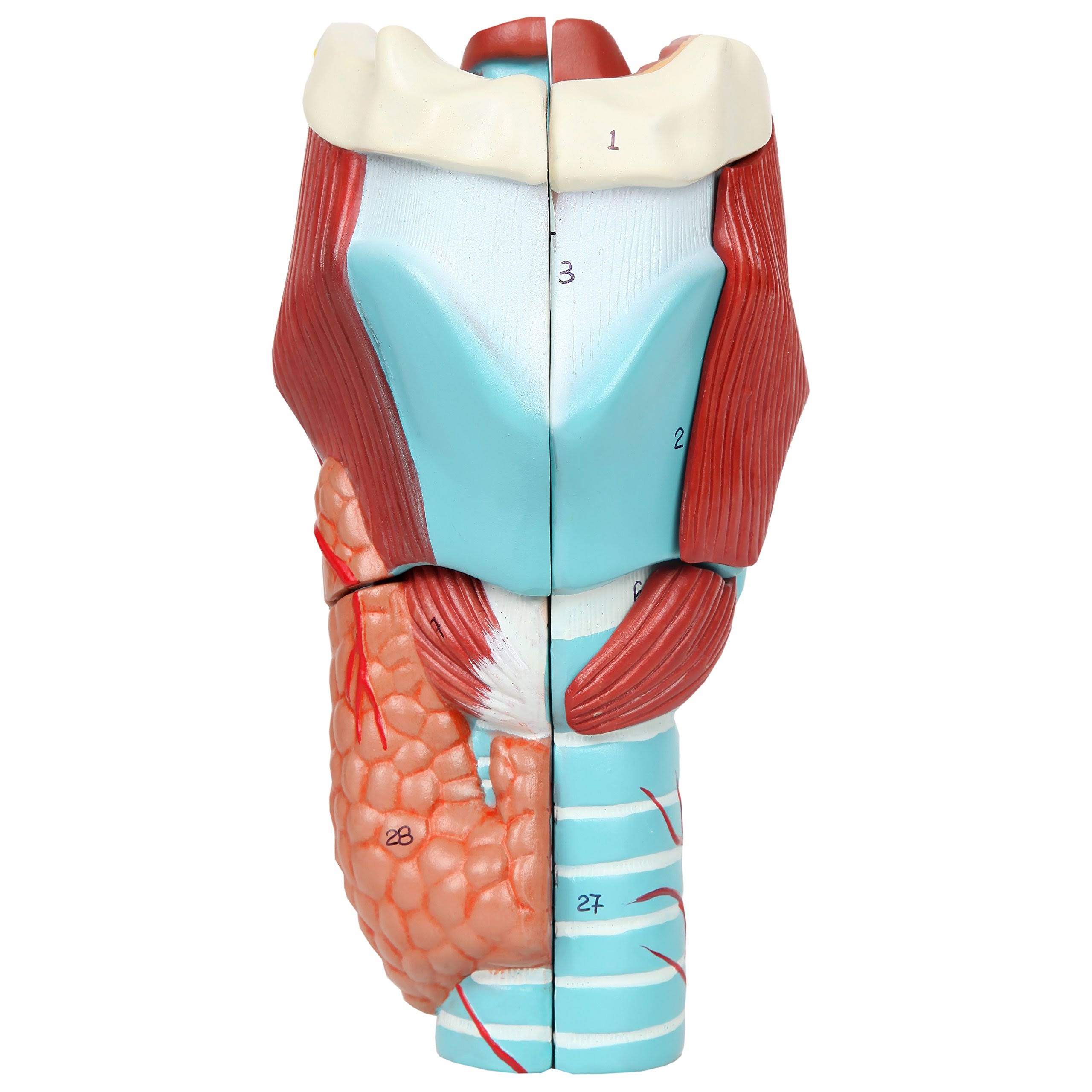 Axis Scientific Larynx Anatomy Model, Enlarged to 5 Times Life size, 9 Inches Tall, Shows Vocal Folds and Dissects Into 5 parts,
