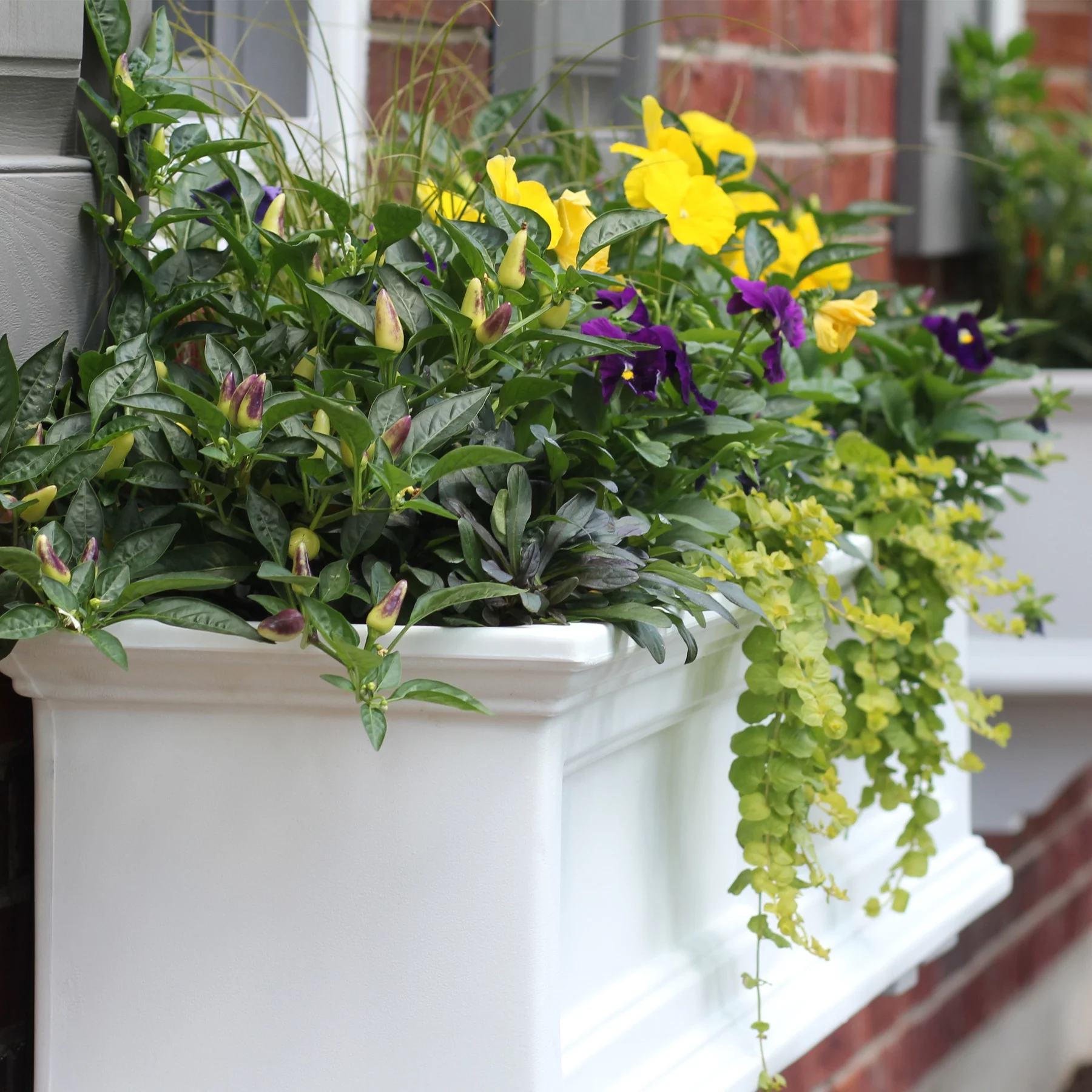 Mayne Fairfield 48" x 11" x 10.8" Rectangle White Self-Watering Polyethylene Window Box Planter