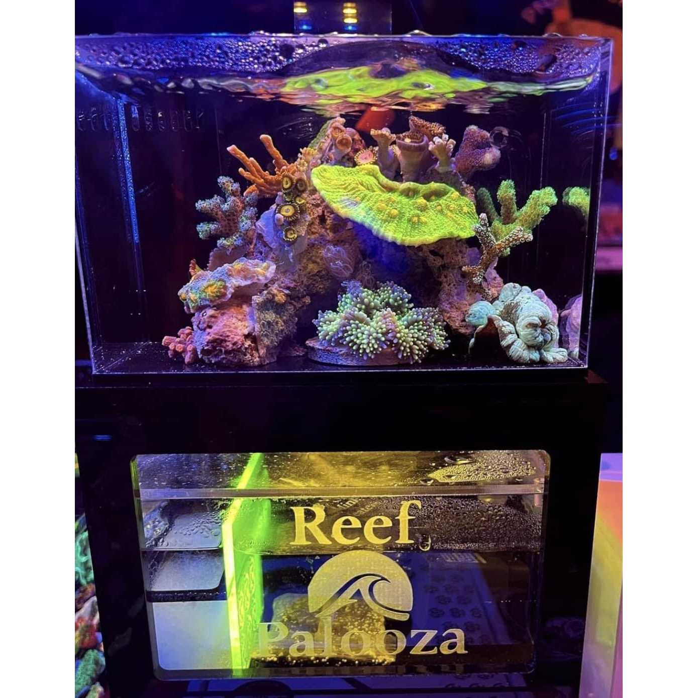 PNW Custom Micro Reef-Ready 40oz Desktop Aquarium - Pet Supplies online store