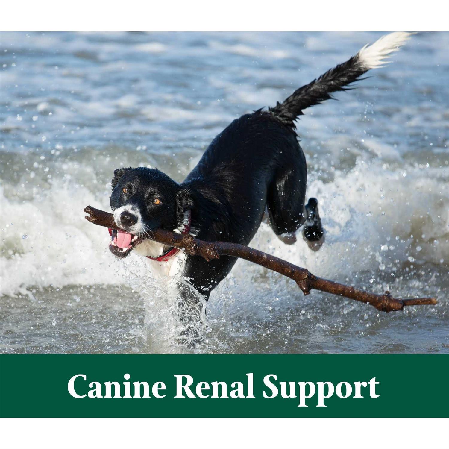 Canine Renal Support 3.9 oz - Pet Supplies online store