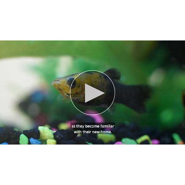Aqueon 20 Gallon LED Aquarium Kit - Pet Supplies online store