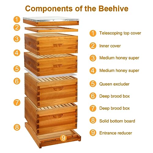 Honey Lake 10 Frame Bee Hive Starter Kit, Complete Beehive Kit for Beekeepers Dipped in 100% Beeswax Includes 1 Deep Brood Box & 1 Medium Super Bee Box with Beehive Frames and Waxed Foundation Sheet