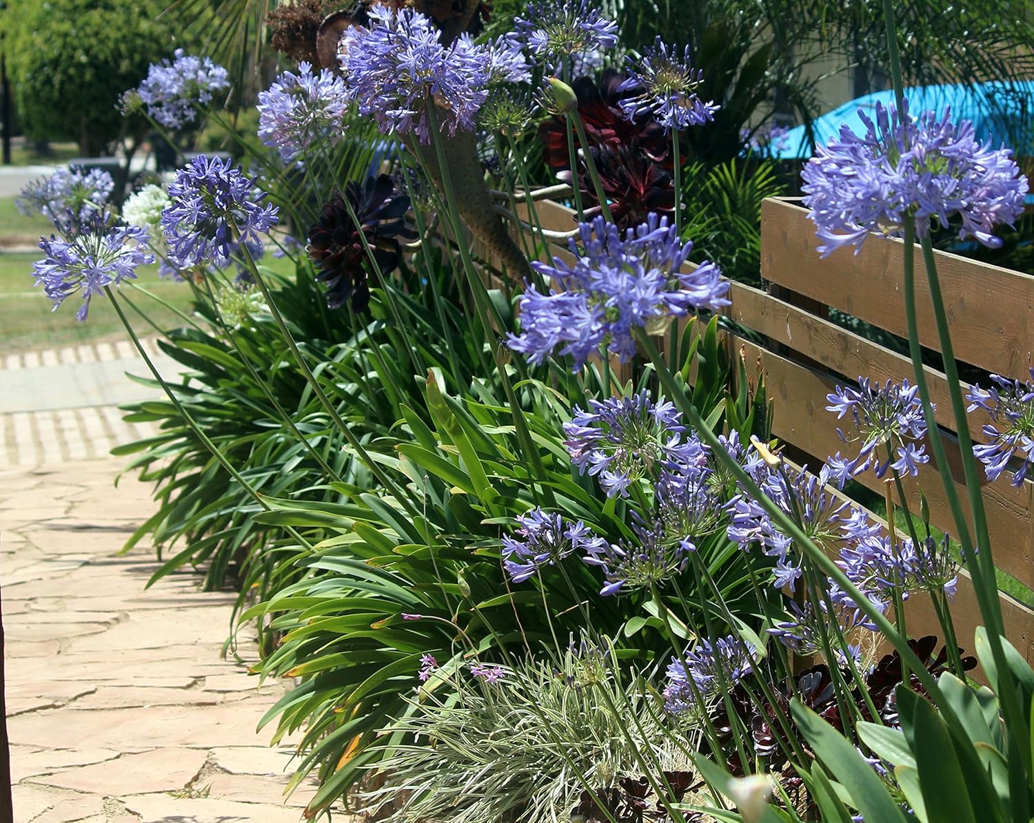 Agapanthus Lily of The Nile - 60 Live Plants - Beautiful Ornamental Blooming Foliage