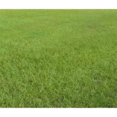 SeedRanch Pensacola Bahia Lawn Grass Seed Raw - 10 lbs.