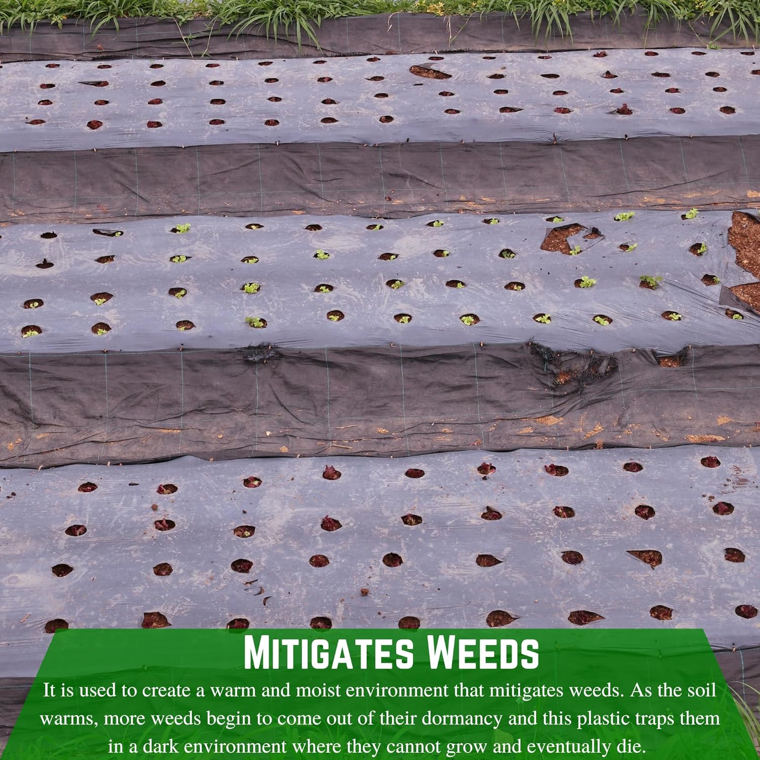 Farm Plastic Supply - Weed Control 6 Mil Black Plastic Sheeting - Heavy Duty Weed Barrier Landscape Fabric for Outdoor Gardens, Non Woven Weed Blocker Fabric, Weed Control (40' x 200')