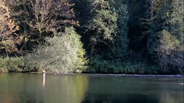 Echo SR (Switch ROD) Fly Rod