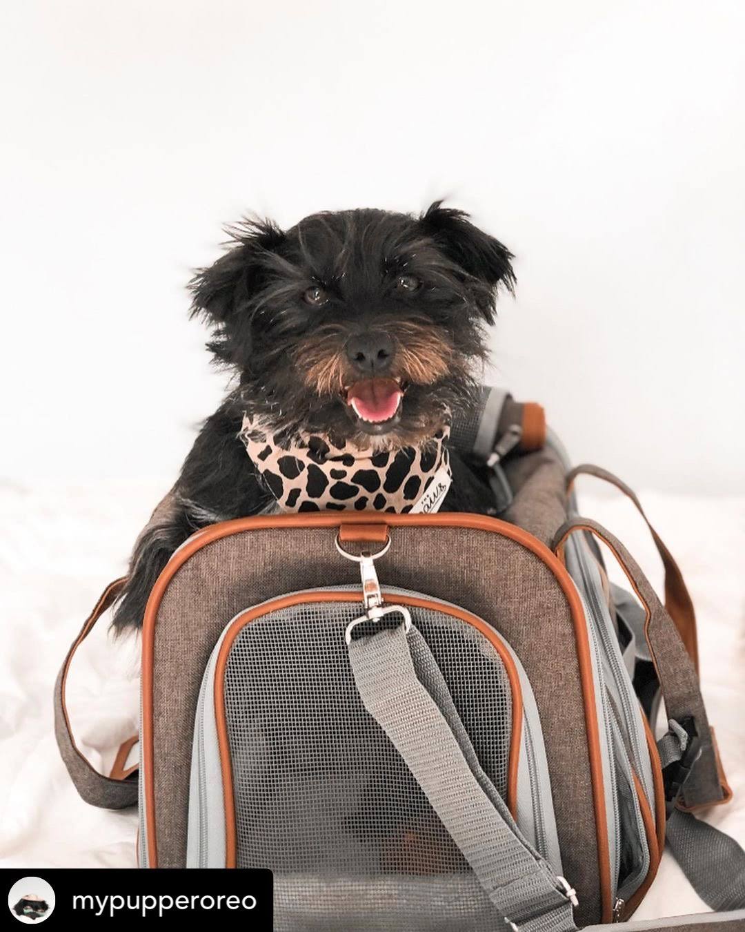 Mr. Peanut&s Gold Series Airline Approved Tote - Low Profile, Soft Sided Premium Pet Carrier