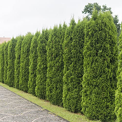 Emerald Green Arborvitae (2.5 Quart) Evergreen Shrub/Tree with Green Foliage - Full Sun to Part Shade Live Outdoor Plant
