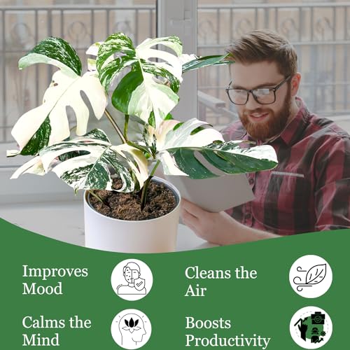 Monstera Albo Plant Live 18-24 Inches - Variegata Leaf Rare Plants Cutting with Roots Highly Variegated Leaves Fenestrations Indoor Houseplant for Home Office Wedding Birthday Gift