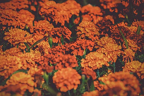 1000 Slightly Assorted Flower Seeds – Great for Bees, Birds, and Butterflies – Includes 10+ Varieties of USA Grown & Non-GMO Seeds! – May Include Forget-Me-Nots, Marigolds, Wildflowers, and More