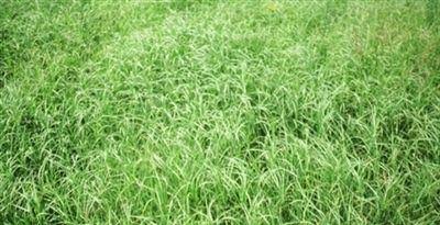 SeedRanch Wrangler Bermuda Grass Seeds - 50 lbs.