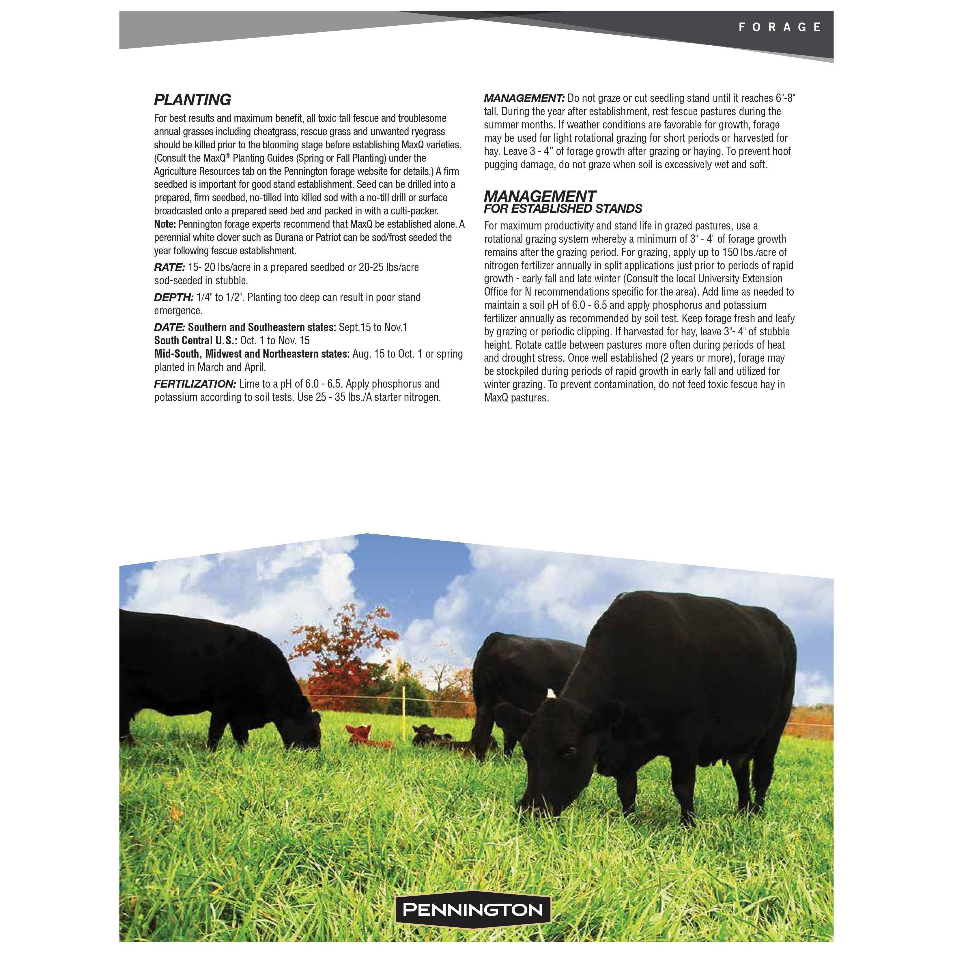 Pennington MaxQ Jesup Forage Tall Fescue