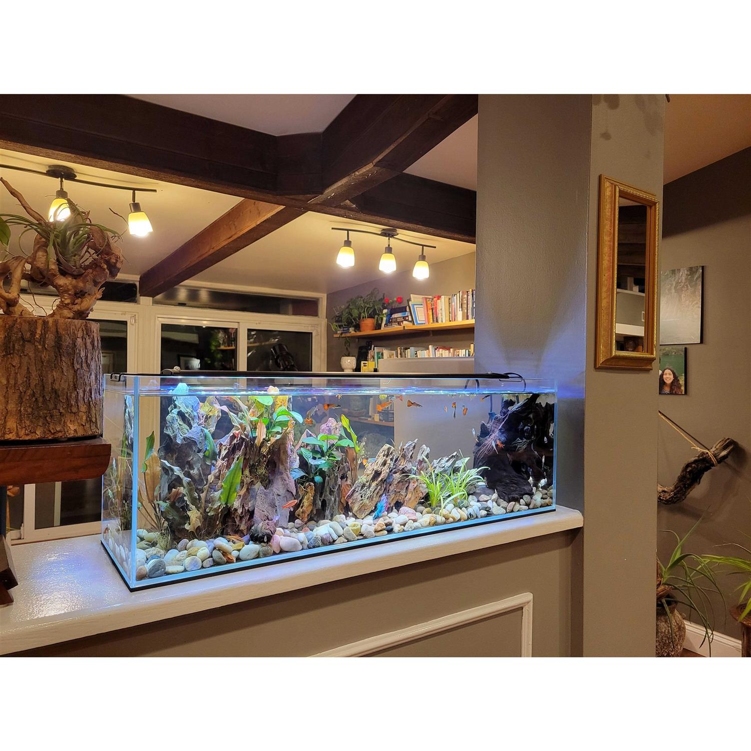 Lifegard Aquatics 11 Gallon Clear Glass Bookshelf Aquarium - Pet Supplies online store