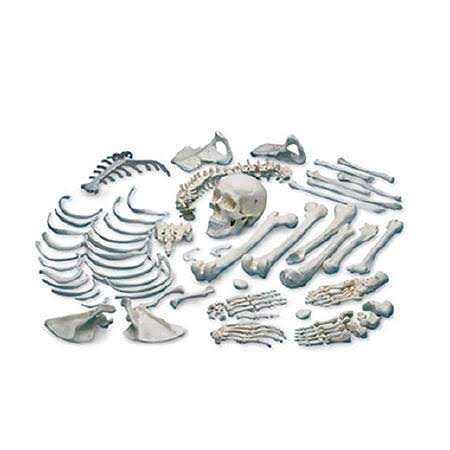 Disarticulated Human Skeleton