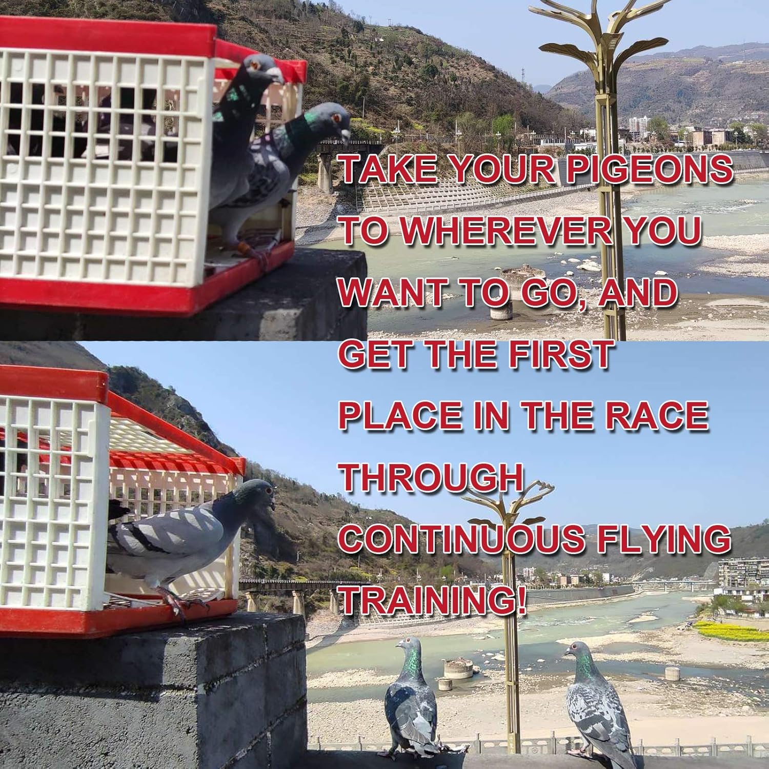 Plastic Pigeon cage Portable Foldable Plastic Transportation Poultry Transportation Bird cage Hunting cage Coop 24×12×9in Chicken cage