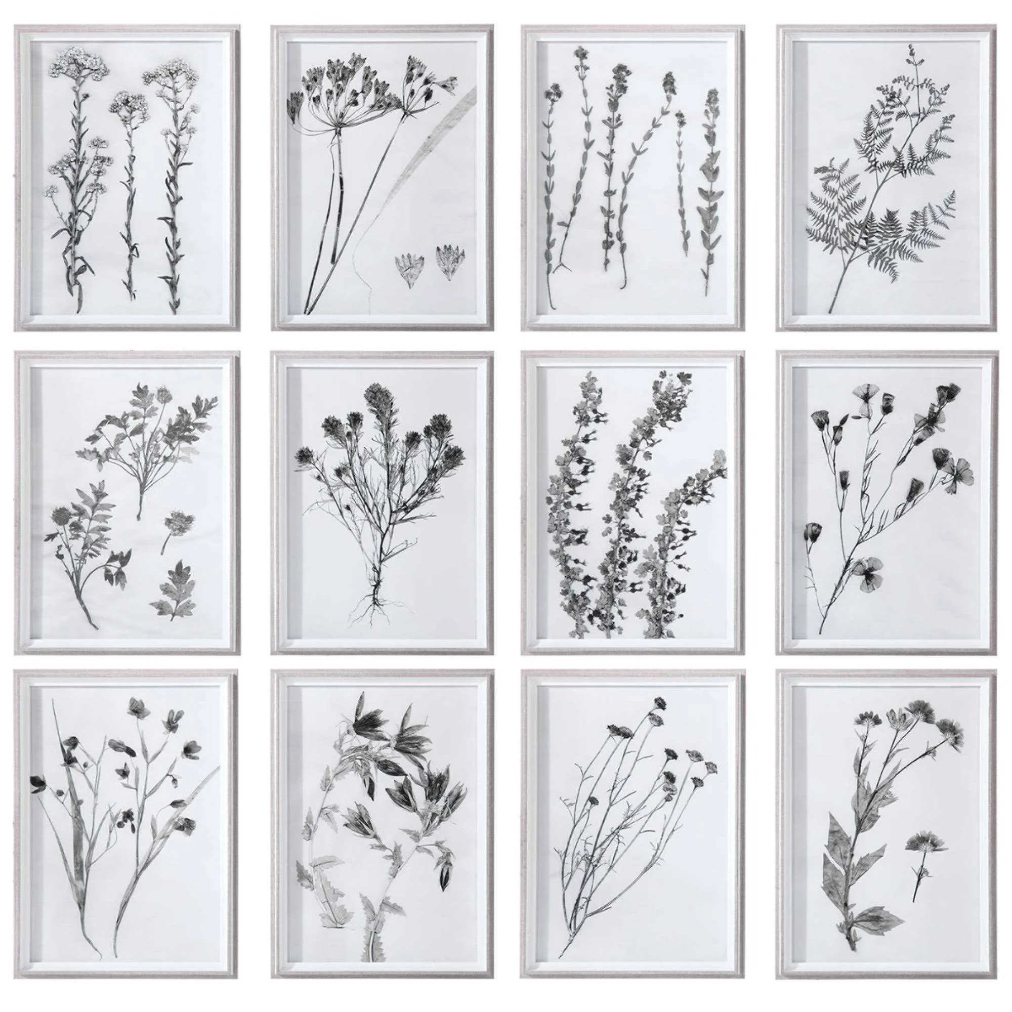 Uttermost - 33713 Contemporary Botanicals Framed Prints (Set of 12)