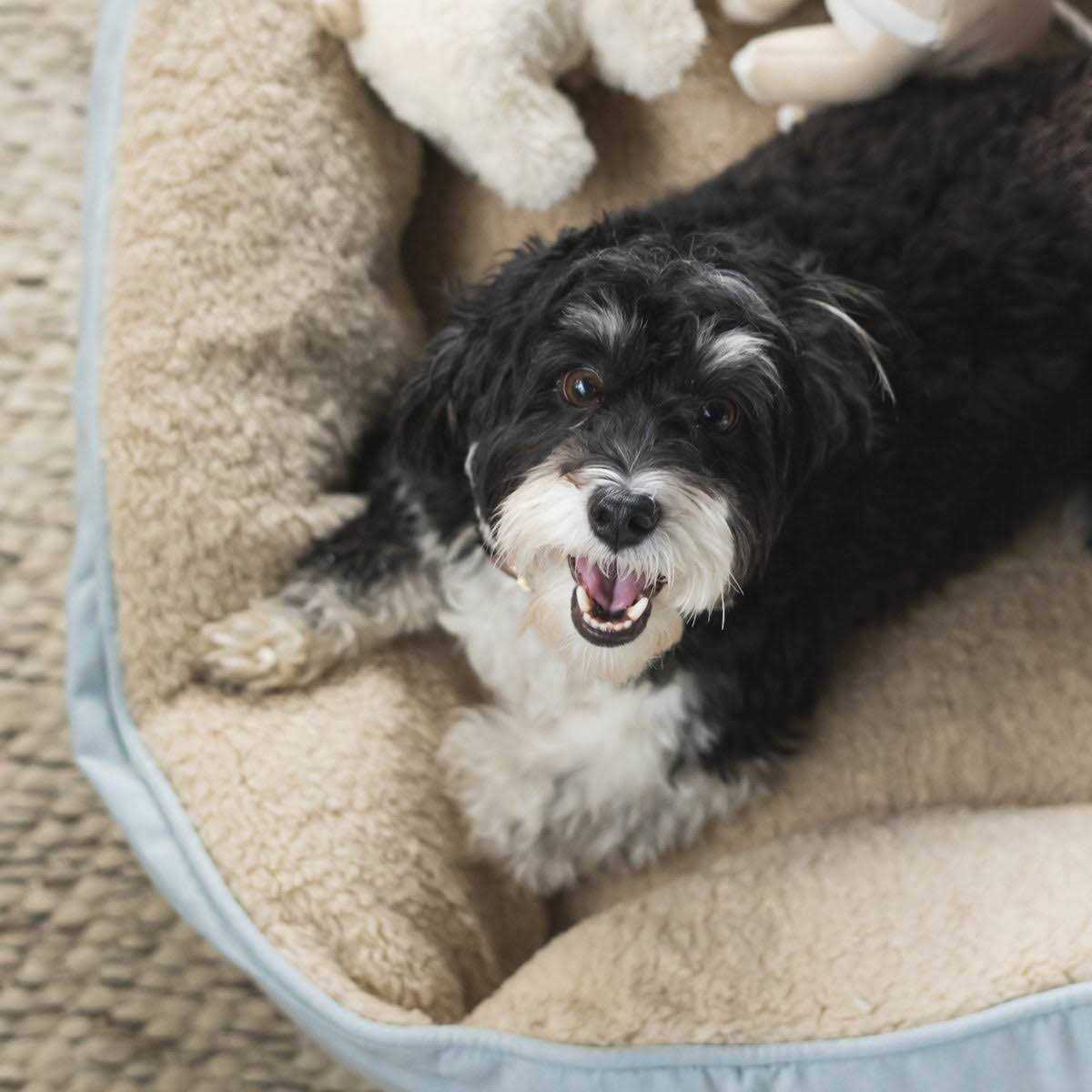 Harry Barker Blue Chambray Cozy Sherpa Bed - Pet Supplies online store