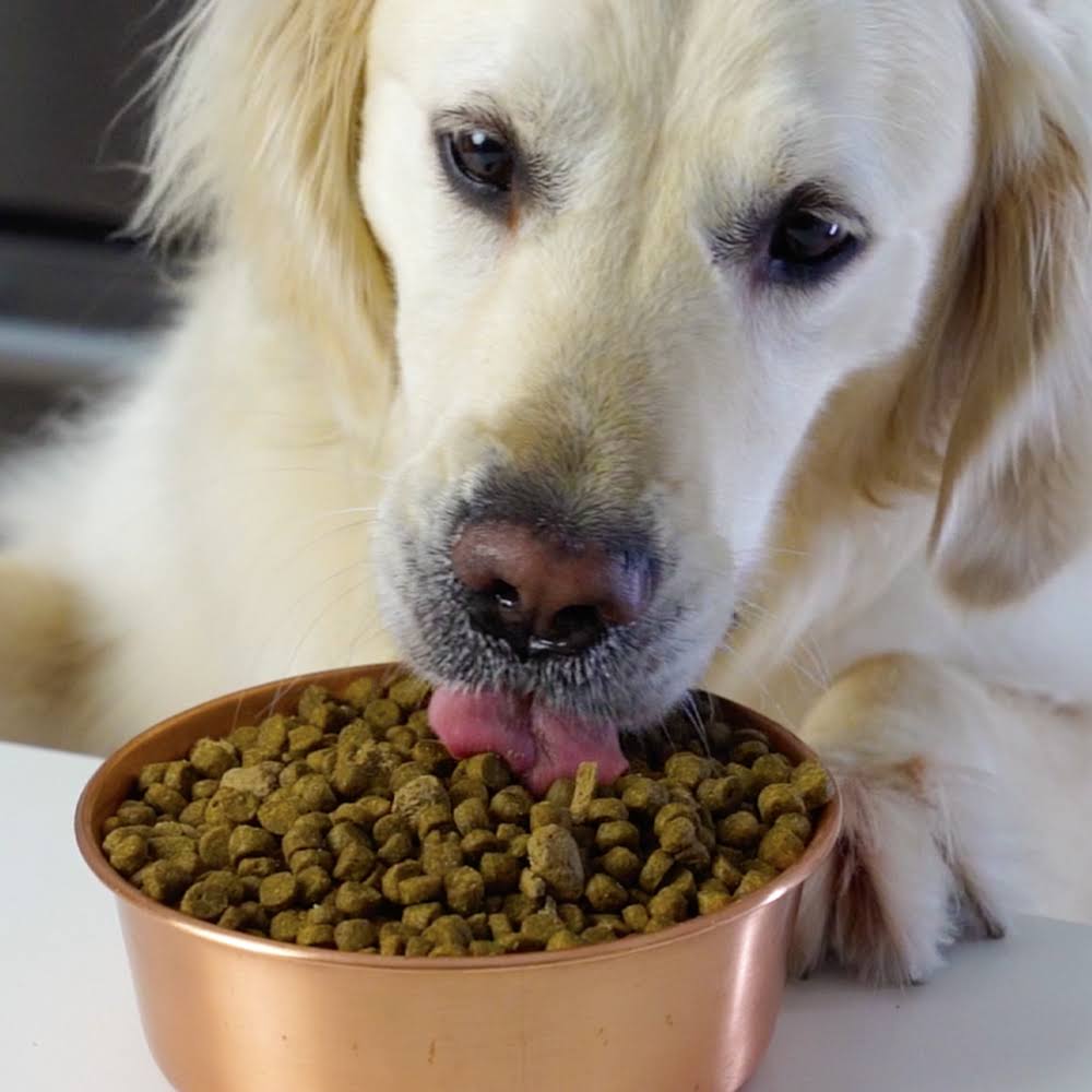 Open Farm Wild Caught Salmon u0026 Ancient Grains Dry Dog Food, 22 lbs