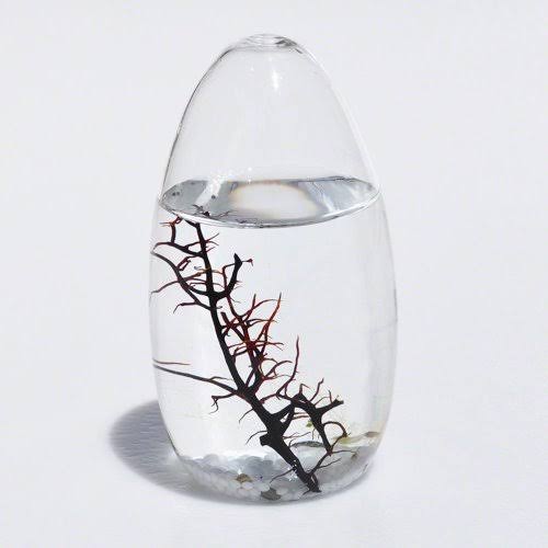 Ecosphere Closed Aquatic Ecosystem Small Pod
