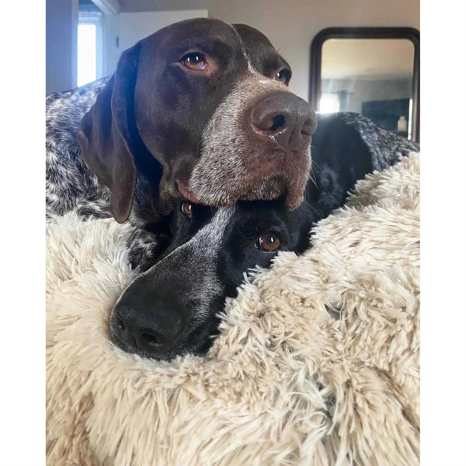 Tall Tails Dog Waterproof Blanket - Pet Supplies online store