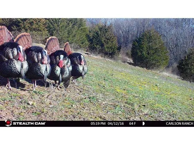 Stealth Cam G42NG 12 Mp Game Camera - Kryptek Highlander