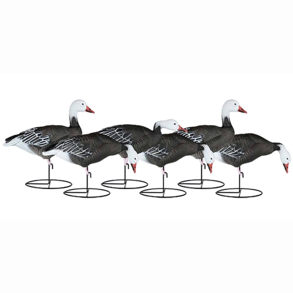 Dakota Decoys Migration Series Full Body Blue Goose Decoys 6 Pack - Megean