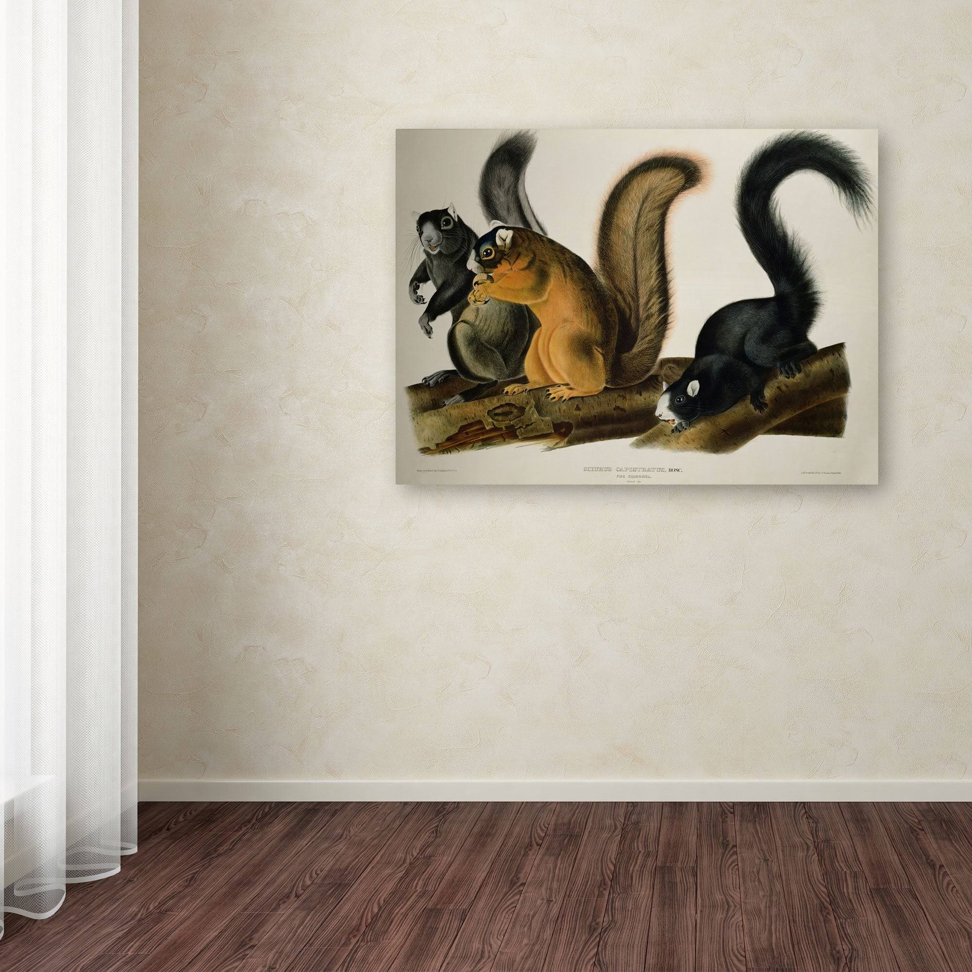 Trademark Global John James Audubon &Fox Squirrel& Canvas Art