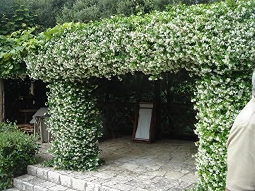 Jasmine Confederate - 15 Live Plants - Fragrant Easy to Grow Vine Showy Blooms