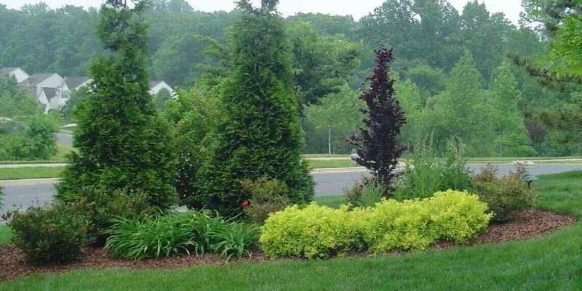 50 Thuja Green Giant Arborvitae Trees/Shrubs - 6-12" Tall Seedlings - Live Plants - 2.5" Pots