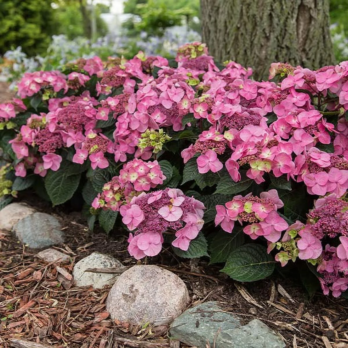 Brighter Blooms - Endless Summer Pop Star Bigleaf Hydrangea, 3 gal. - No Shipping To AZ - Curated Treasures Market