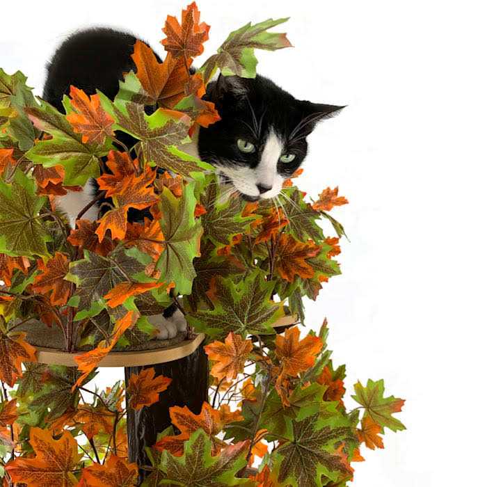 On2Pets Summer Square Cat Tree - Pet Supplies online store