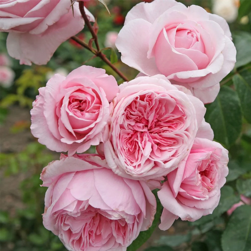Heirloom Roses Pink Rose Bush - Arborose? Kiss Me Kate Climbing Roses , Live Rose Plant - Curated Treasures Market