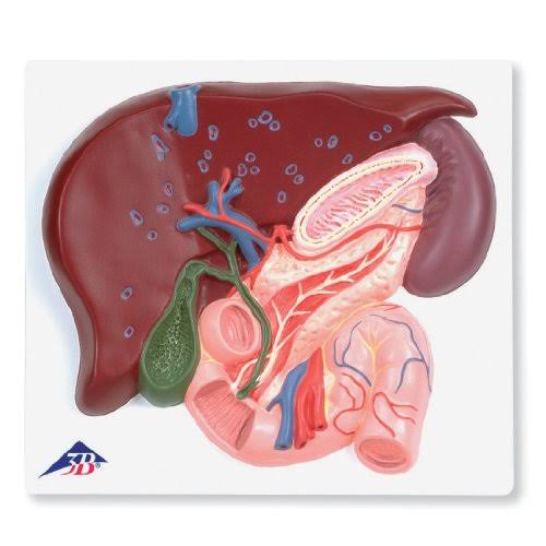 3B Scientific Ve315 Liver with Gall Bladder Pancreas and Duodenum Model 6 x 7 9 1