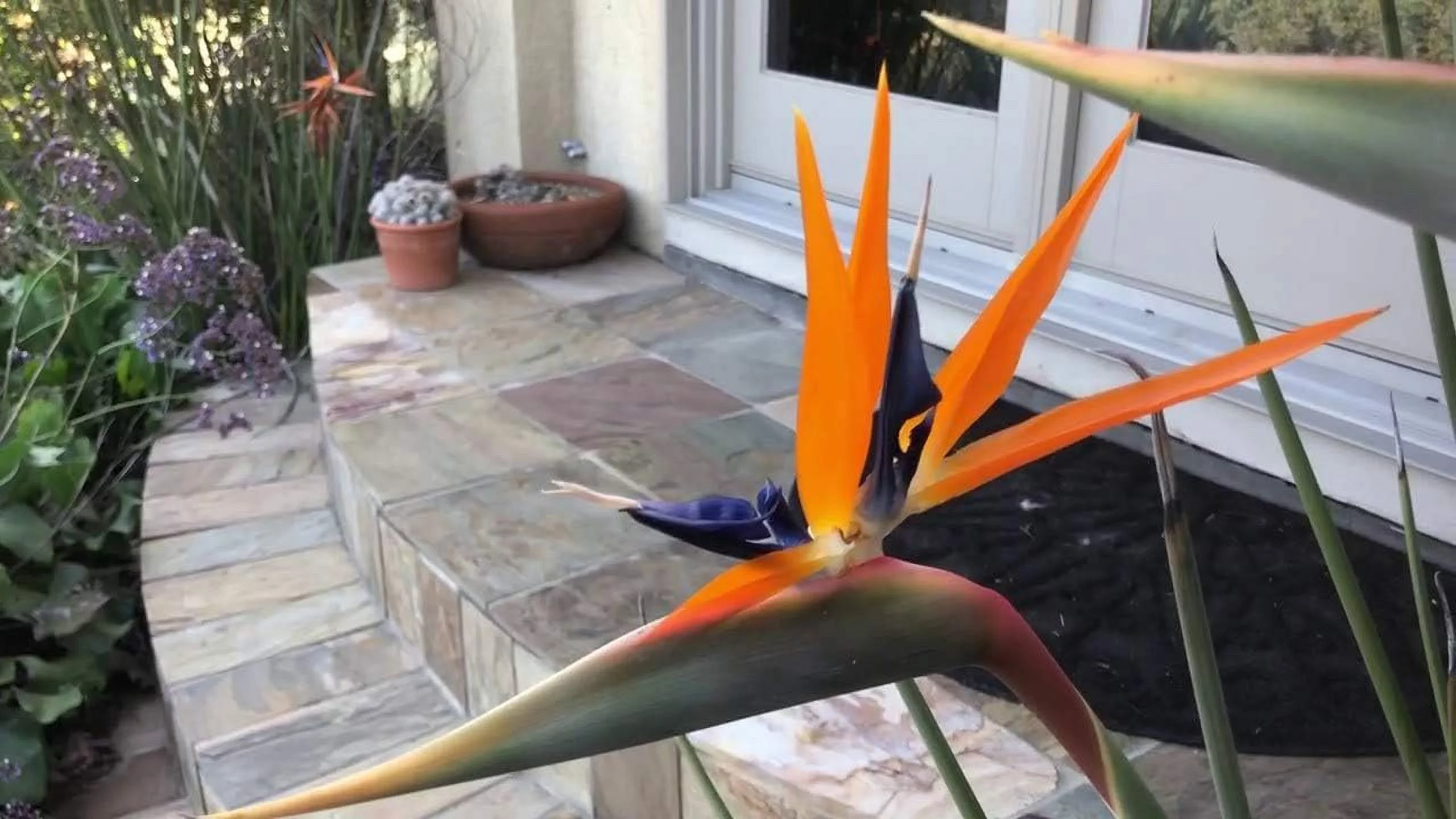 Leafless Orange Bird of Paradise - 3 Live Plants in a Inch Pots - Strelitzia Juncea - Extremely Rare and Stunning Tropical Evergreen Plant - Curated Treasures Market