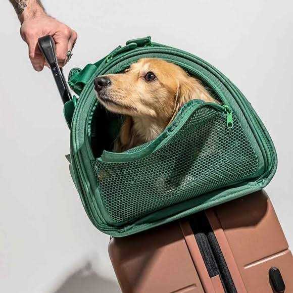 Wild One Travel Carrier - Pet Supplies online store