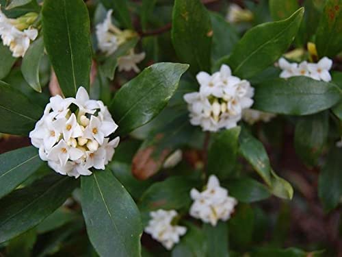 Fragrant Tea Olive Shrub | 2 Extra Large 3 Gallon Plants | Osmanthus Fragrans Blooming Specimen