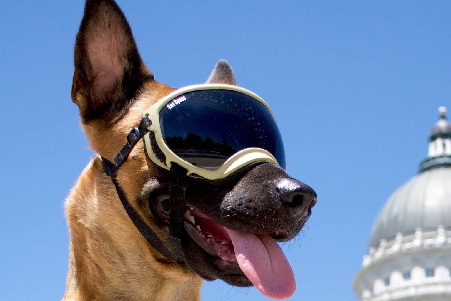 Rex Specs Dog Goggles - Army Green - Large - 2 Clear Lenses