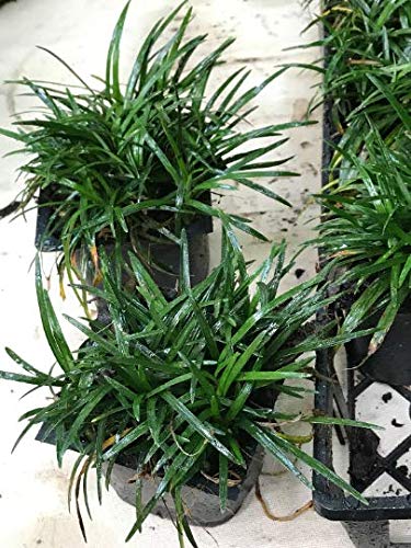 Dwarf Mondo Grass - 54 Live Plants - Shade Loving Evergreen Ground Cover