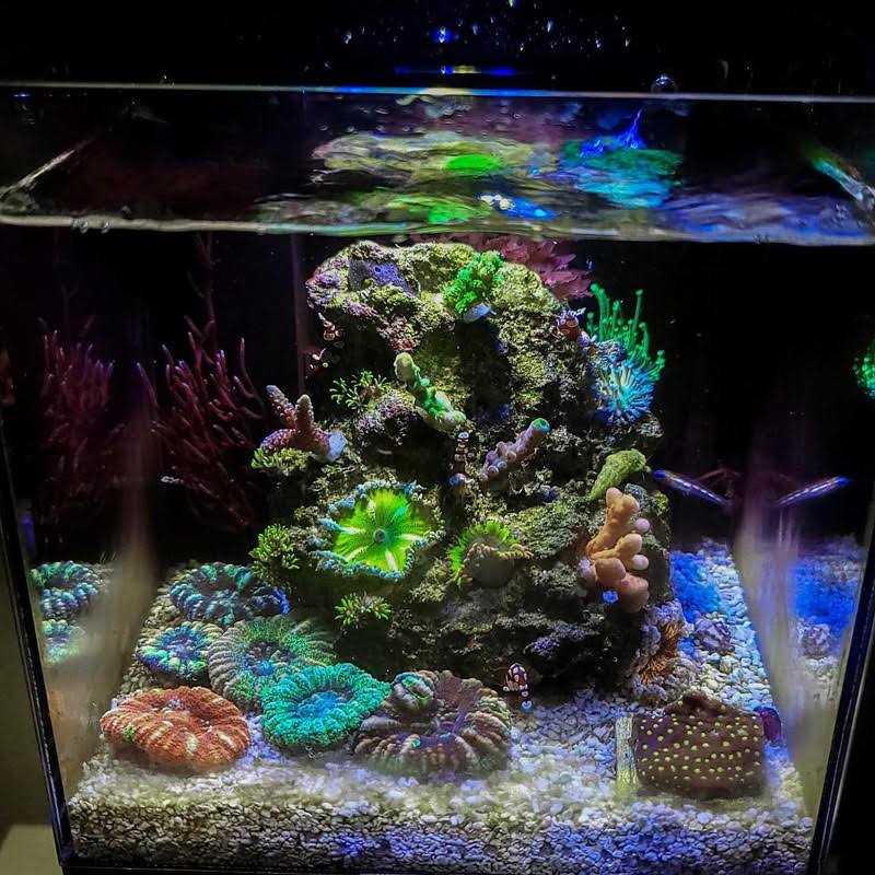 PNW Custom Micro Reef-Ready 40oz Desktop Aquarium