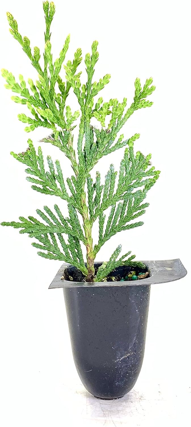 Thuja Arborvitae Green Giant Qty 30 Live Trees Evergreen Privacy