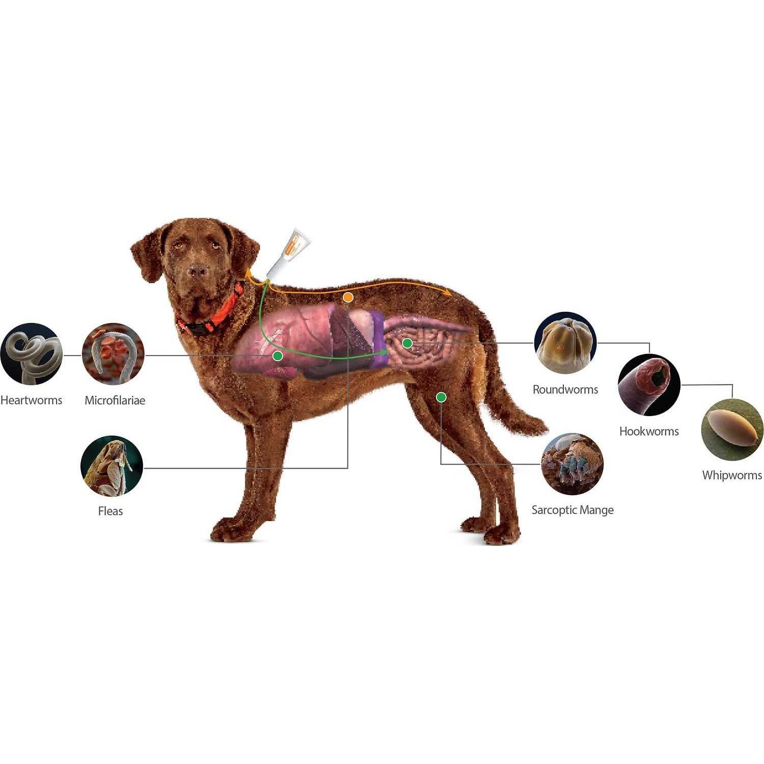 Advantage Multi for Dogs - Pet Supplies online store
