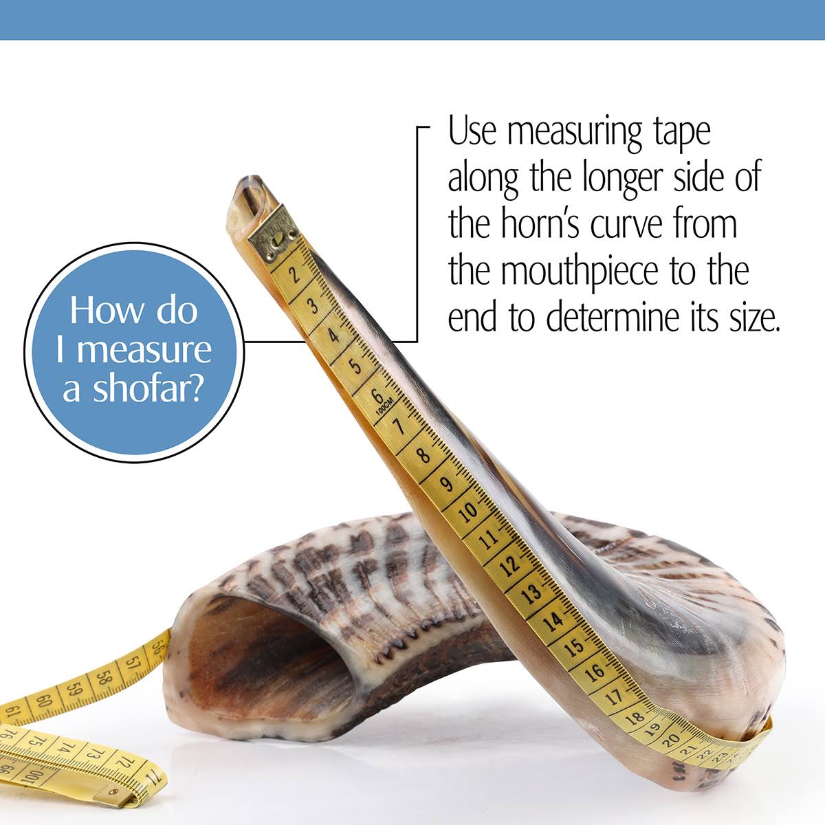 Classical Ram&s Horn Shofar - Medium - Natural Dark
