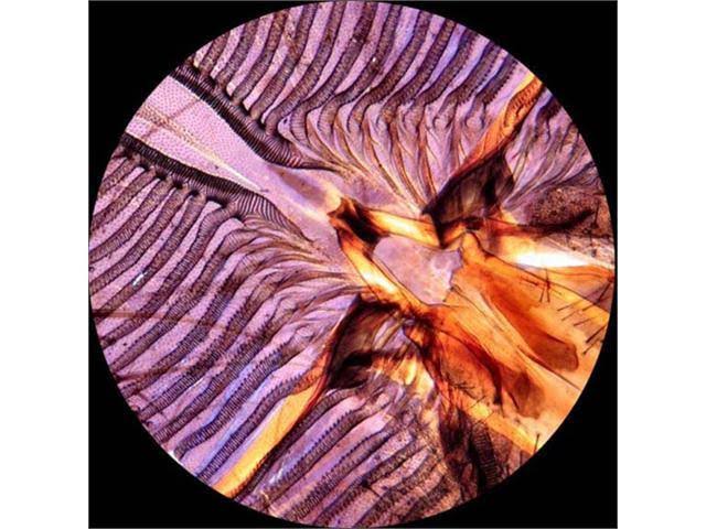 Amscope 40X-1000X All-Metal All Optical Glass Lens Student Biological Field Microscope with LED Light,